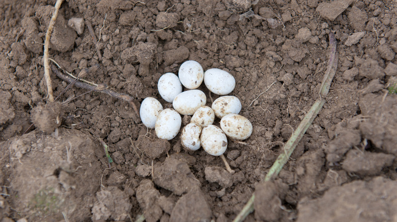 Collection of lizard eggs in soil