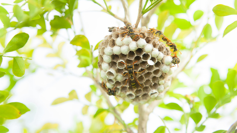 Paper wasp nest hanging from a tree branch