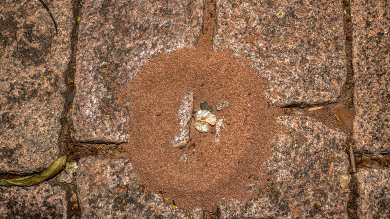 Pavement ant nest in between pavers