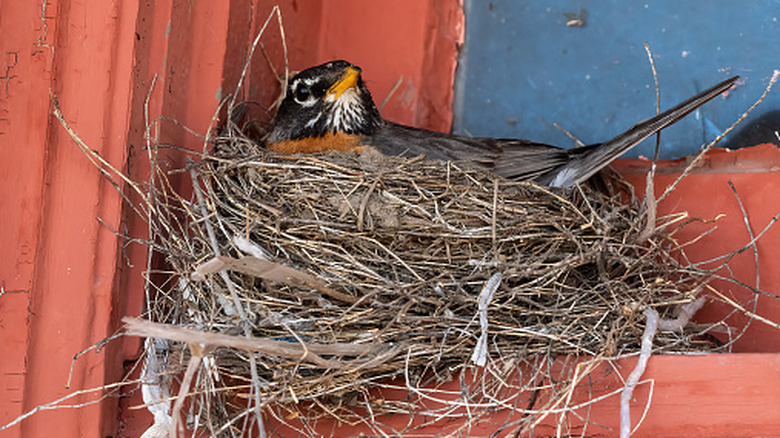 Robin nest on a windowsill