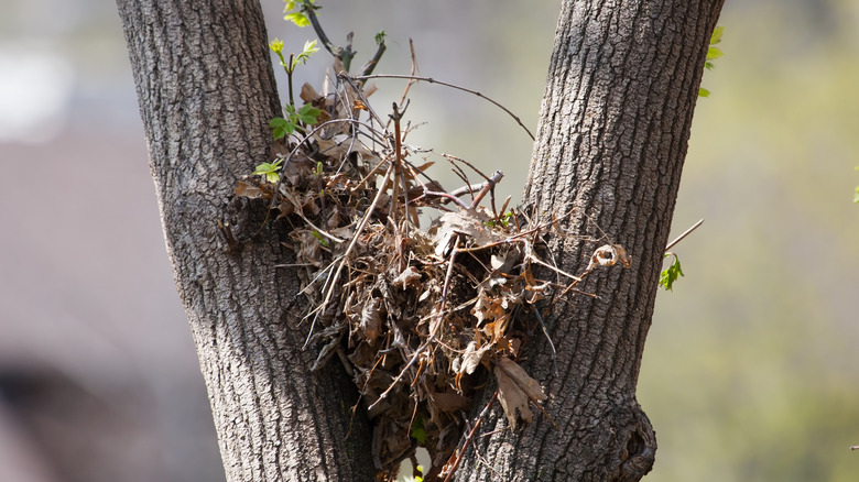 Squirrel nest in a tree