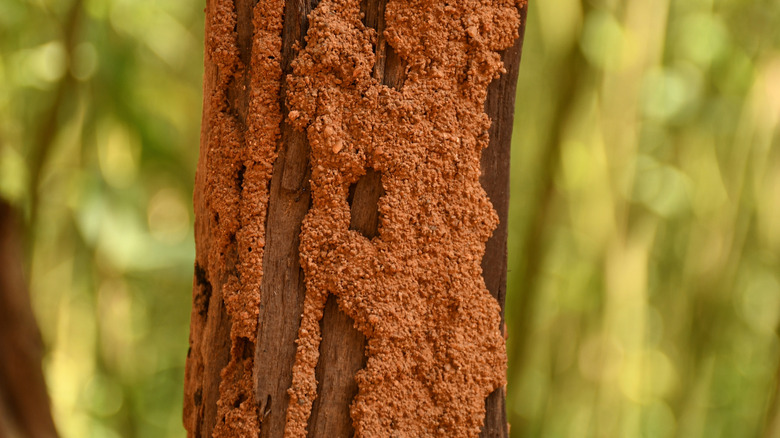Termite nest on trunk of tree