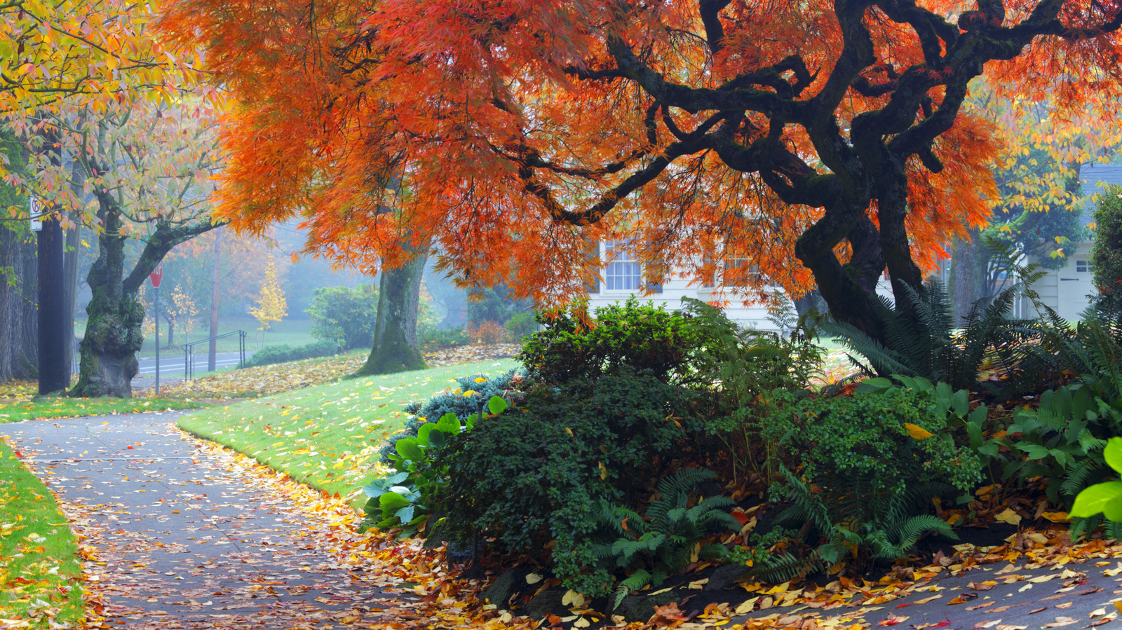 When Will My Trees' Leaves Turn Color For Fall?