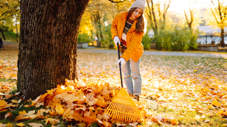 Woman raking up orange fall leaves in a front yard