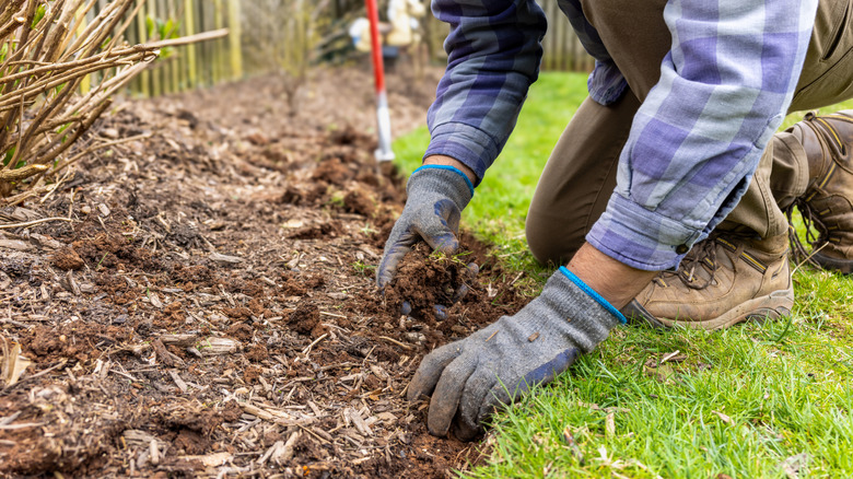 A person sifting through mulch in their garden bed