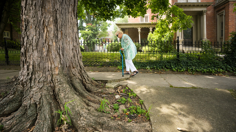 An older woman with a cane navigates an uneven sidewalk in a tree-lined residential neighborhood.