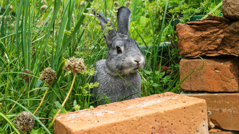 Gray rabbit sneaking into a yard