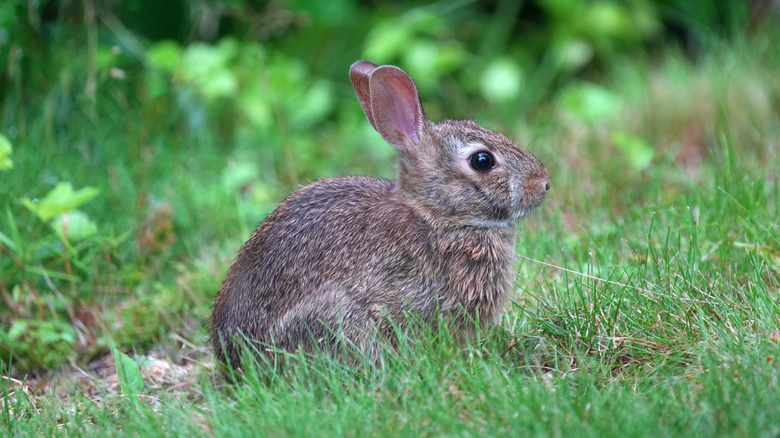 Wild rabbit sitting in a yard
