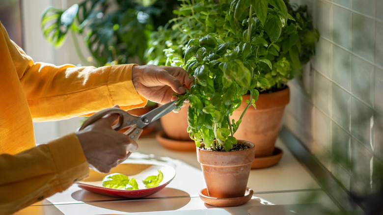 Woman cutting leaves of fresh grown basil