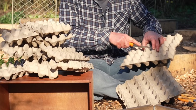 Experienced gardener chopping up egg cartons in home  garden
