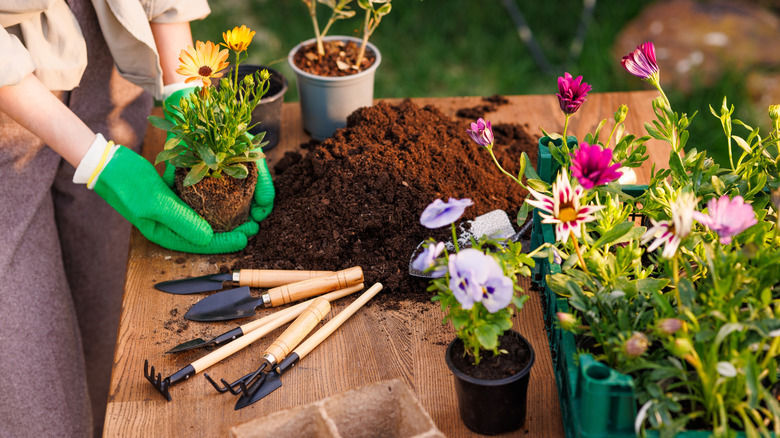 Woman transplanting annual flowers on garden table with various tools and soil