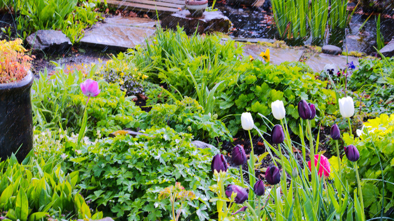 A countryside rain garden with numerous plants