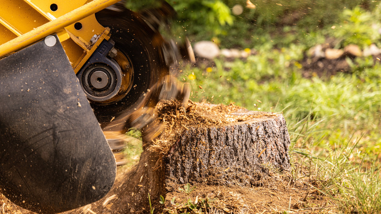 Stump grinder machine on stump