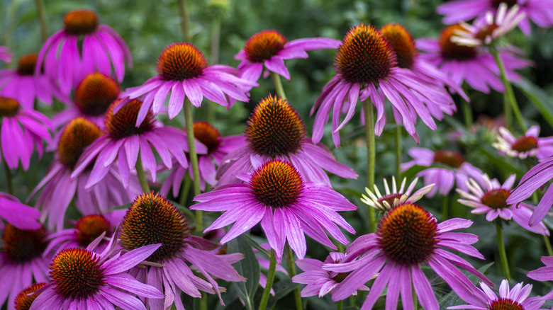 group of purple coneflower blooms