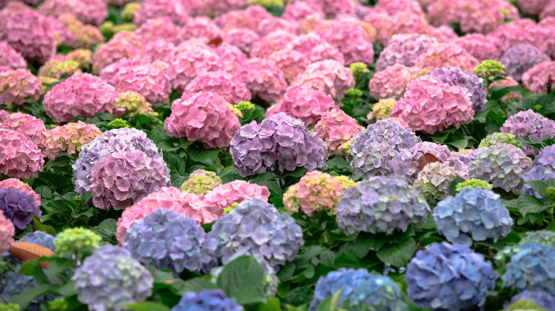 lots of blue pink hydrangeas