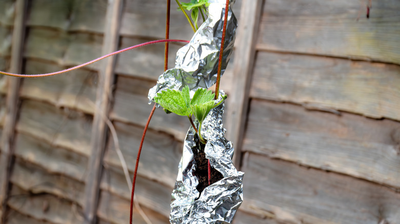 Strawberry plants wrapped in aluminum foil.