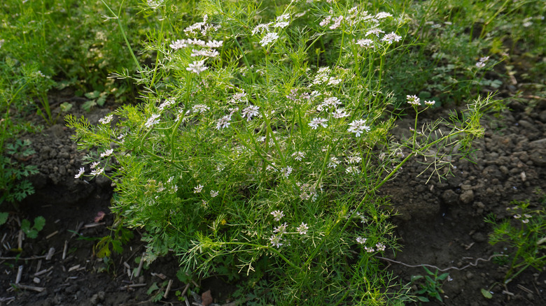 Cilantro plant in bloom