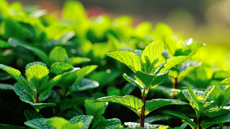 Detail of a mint plant's leaves