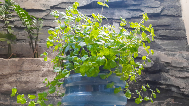 Green mint plant growing in a recycled plastic bottle pot on a wooden table