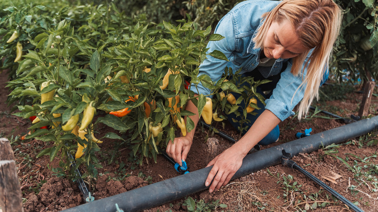 Woman installing a drip irrigation system in her vegetable garden
