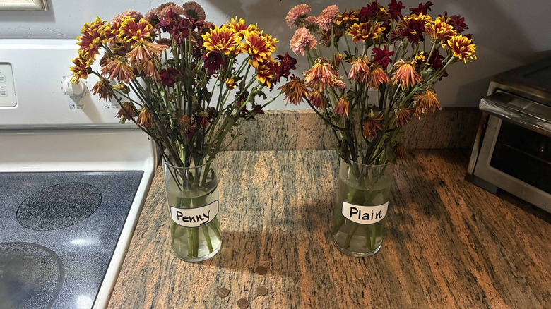 Two flower vases on kitchen counter after penny experiment
