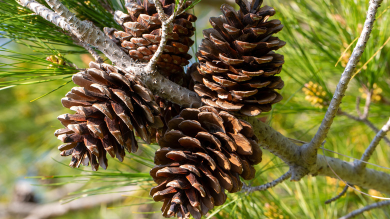 Expanded pinecones still on the tree