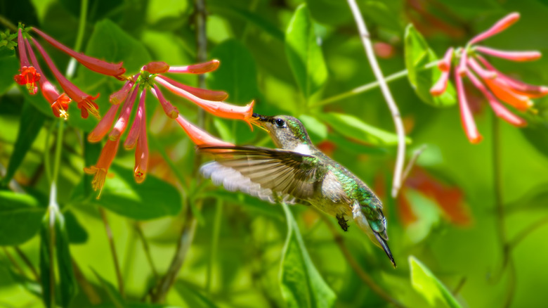 Hummingbird feeding from trumpet honeysuckle flowers