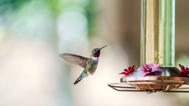 Hummingbird flying toward a feeder