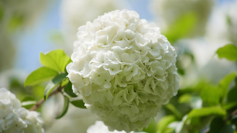 Close-up of Chinese snowball viburnum in full bloom