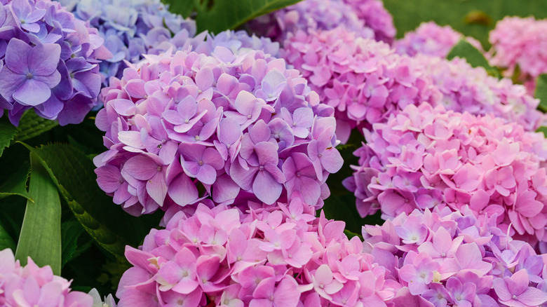 Pink and purple hydrangeas