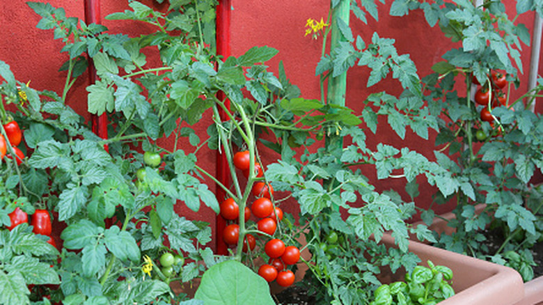 Tomatoes growing in a large container with basil
