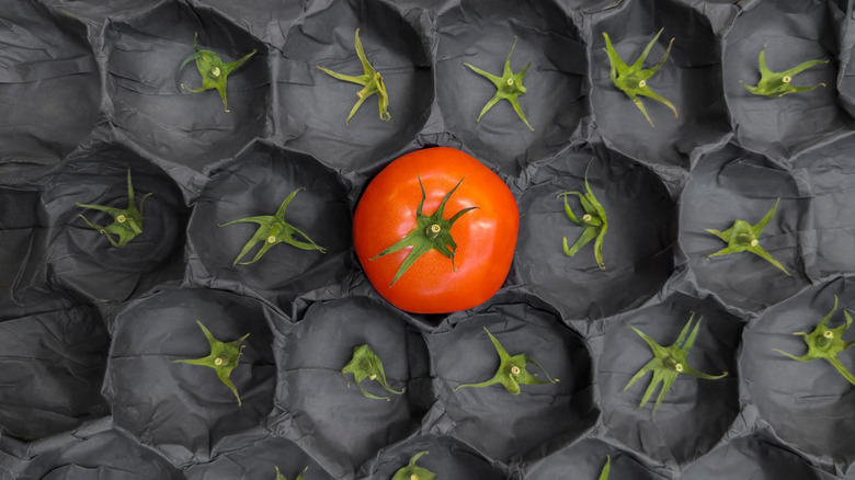 One tomato left in a grocery container