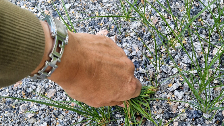 Hand removing weeds from a gravel driveway