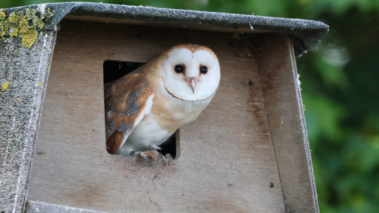 Barn owl emerging from a nesting box