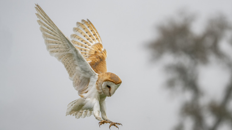 A hunting barn owl with talons outstretched