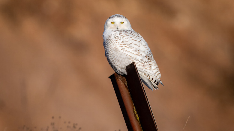 Snowy owl perched on a signpost
