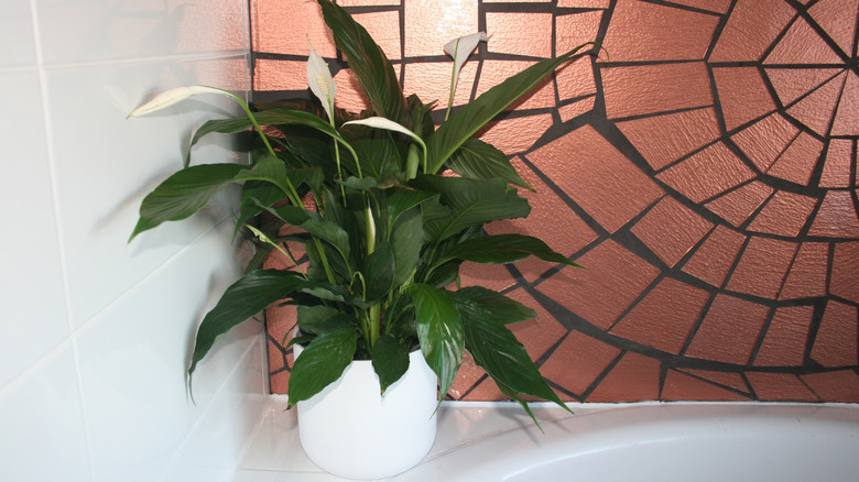 Peace lily on a bathtub