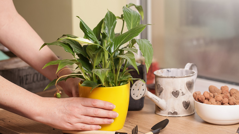 Person's hands around a peace lily plant in yellow pot