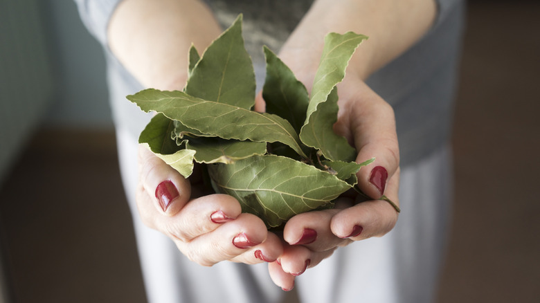 A woman's hands are shown holding a pile of bay leaves