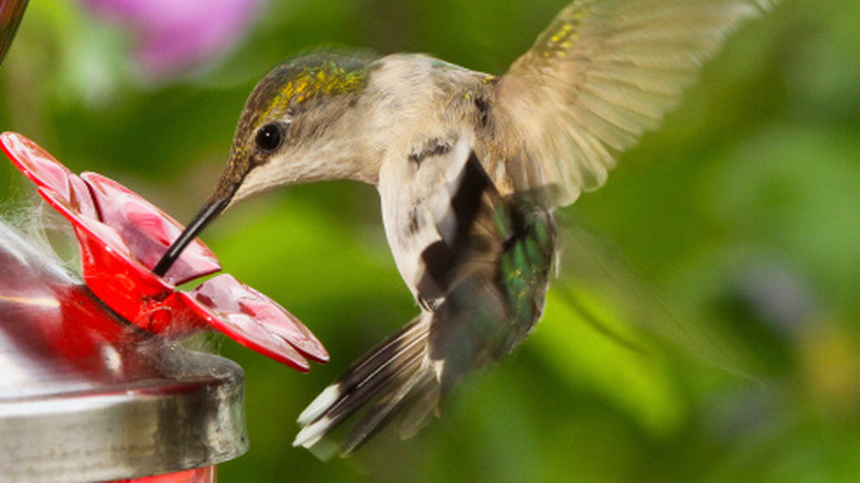 A hummingbird drinking from feeder