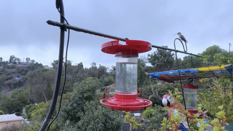 A hummingbird feeder with a DIY cover made from a plastic lid