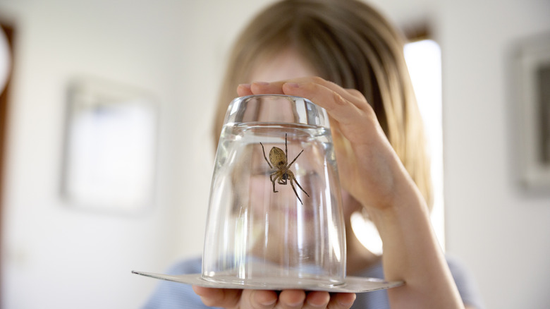 Person capturing a spider in a glass cup