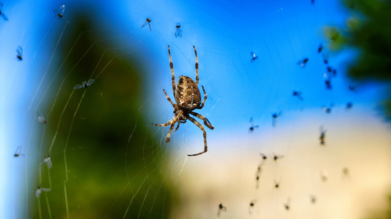 Garden spider with flies on spider web