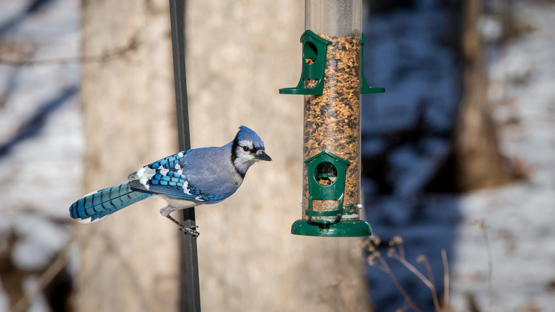 Blue jay standing on pole attempting to reach tube seed feeder