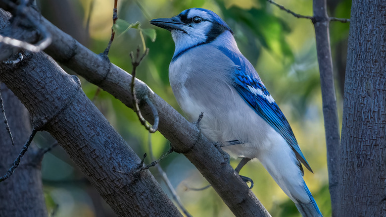 Blue jay sitting on a tree branch