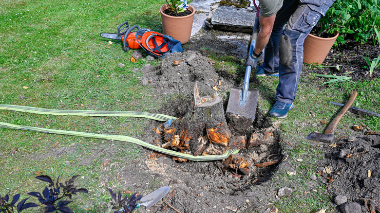 A person digs around the root system of an old tree stump