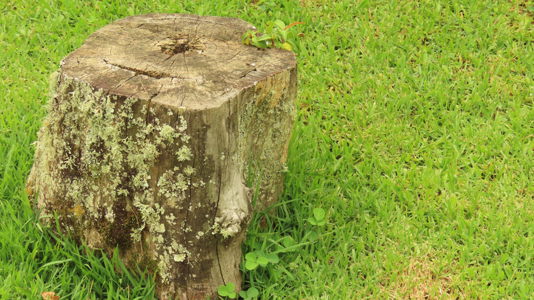 A sizable tree stump sitting in the middle of a grassy area
