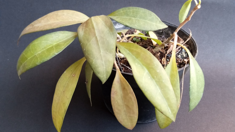 Hoya plant with overexposed leaves