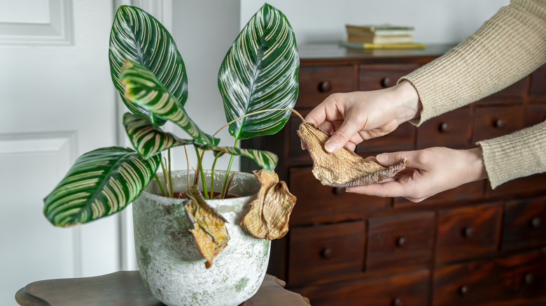 Hands holding yellowing houseplant leaves