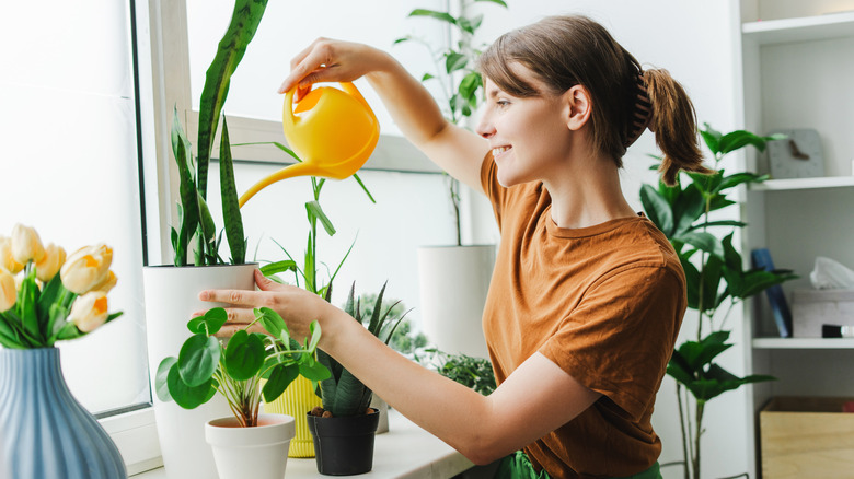 Female watering her houseplants